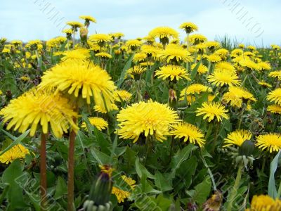 Meadow flowers