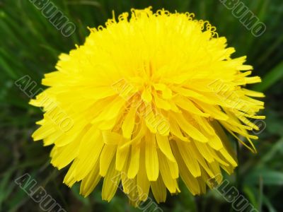 Meadow flower