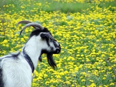 Goat on a meadow