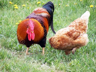Cock and chiken