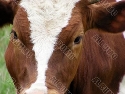 Cow