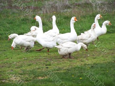 A flock of geese