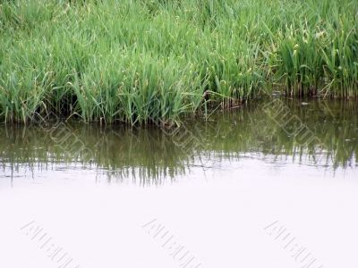Reed