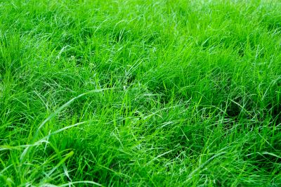 Green grass background
