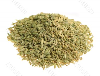Fenchel (fennel) isolated