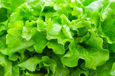 Fresh green leaf lettuce