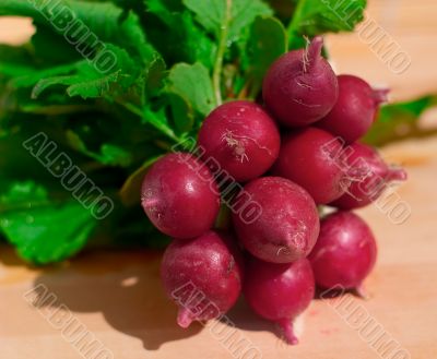Bunch of radish