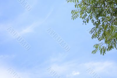 Tree branch against a sky in spring