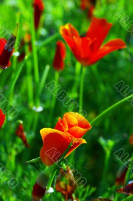 Close up of common poppies