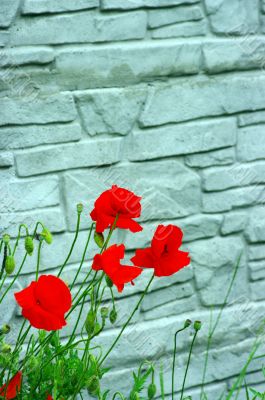 Close up of common poppies