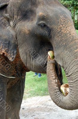 elefant ,Thailand-Phuket