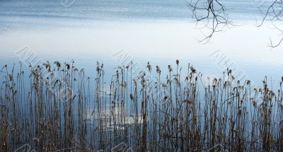 Dry grass