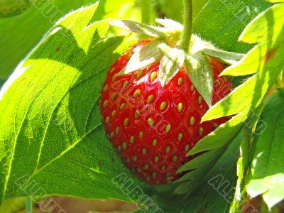 strawberry in leaves