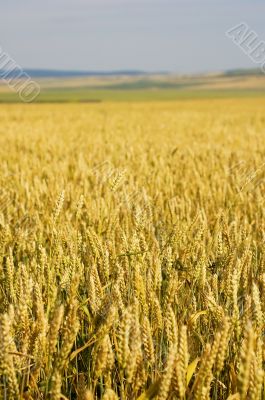 field of wheat