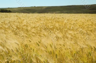 field of wheat