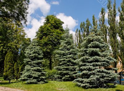 Fir-trees, poplars and chestnut trees in park