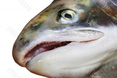 Head of a salmon