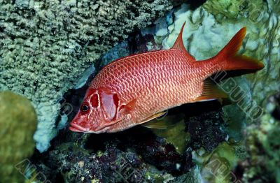 Long-Jawed Squirrelfish