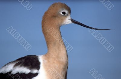 Profile of American Avocet