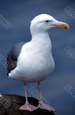 Standing Seagull on rock