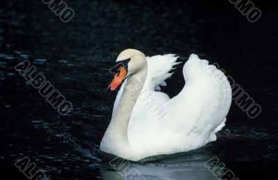 White beautiful Swan in Water