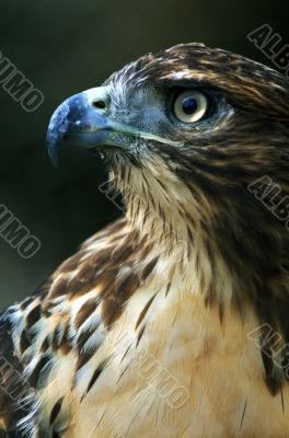 Close Up of Cooper`s Hawk