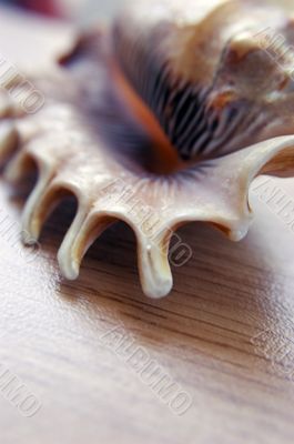 Big seashell on background