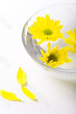 yellow flowers
