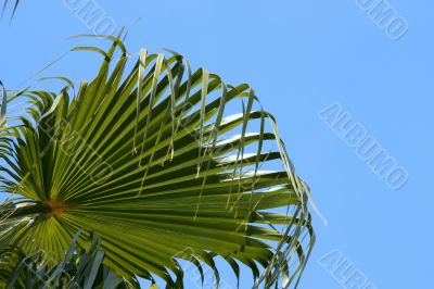 Palmtree leaves isolated on blue