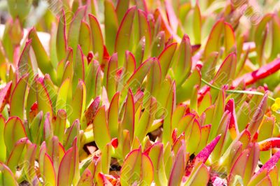  Close-up of fresh green plants