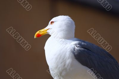 Seagull portrait