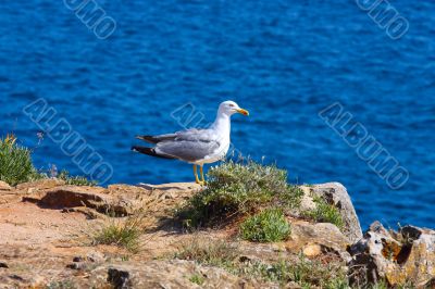 A proud seagull sitting in the sun