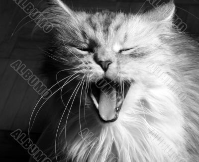Yawning cat