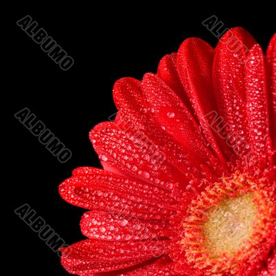 gerbera flower