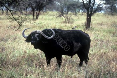 Buffalo,Tanzania