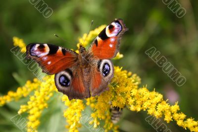 Butterfly on flower