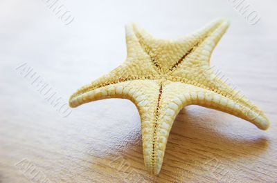 Sea star over background