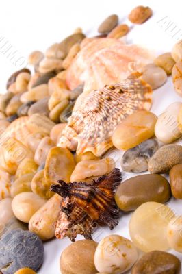 sea shells and pebble