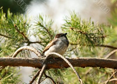 sparrow