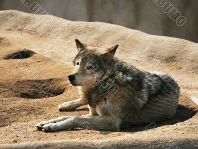 Steppe wolf