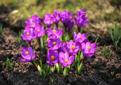 Crocus
