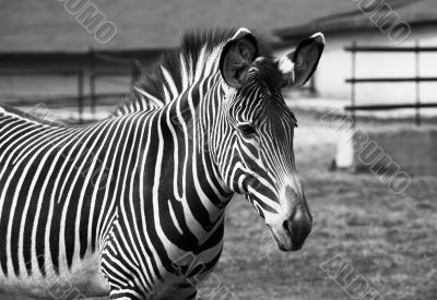 Zebra