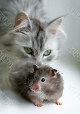 Cat and hamster