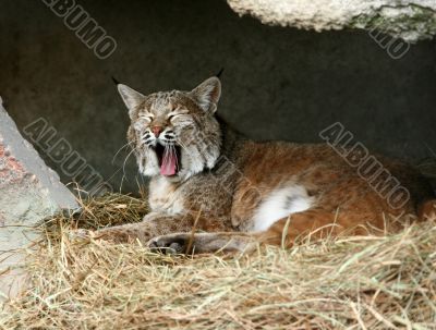 Yawning lynx