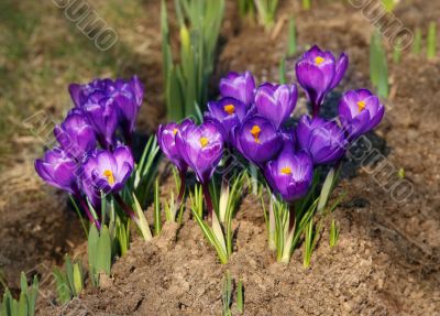 Crocus