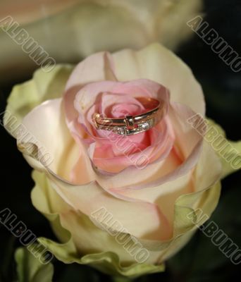 Ring on white rose
