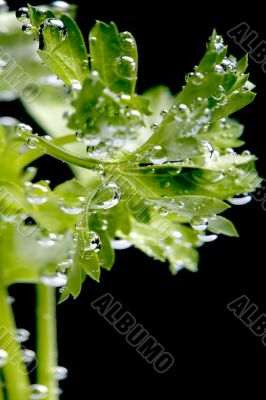 parsley in water closeup