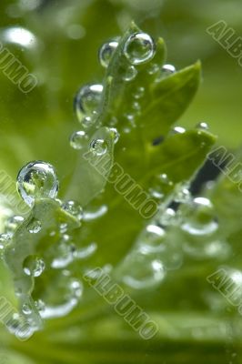 parsley in water
