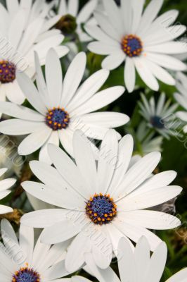 White flowers