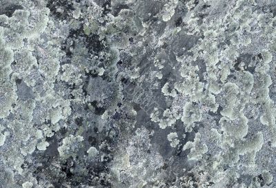 Rock surface covered with lichens
